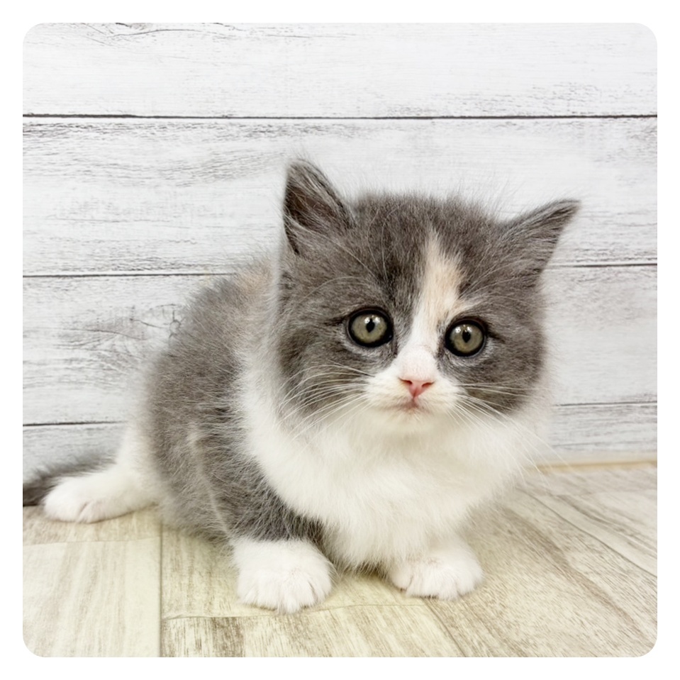 福岡県のスコティッシュストレート (犬の家＆猫の里くりえいと宗像店/2025年11月14日生まれ/女の子/ダイリュートキャリコ)の子猫