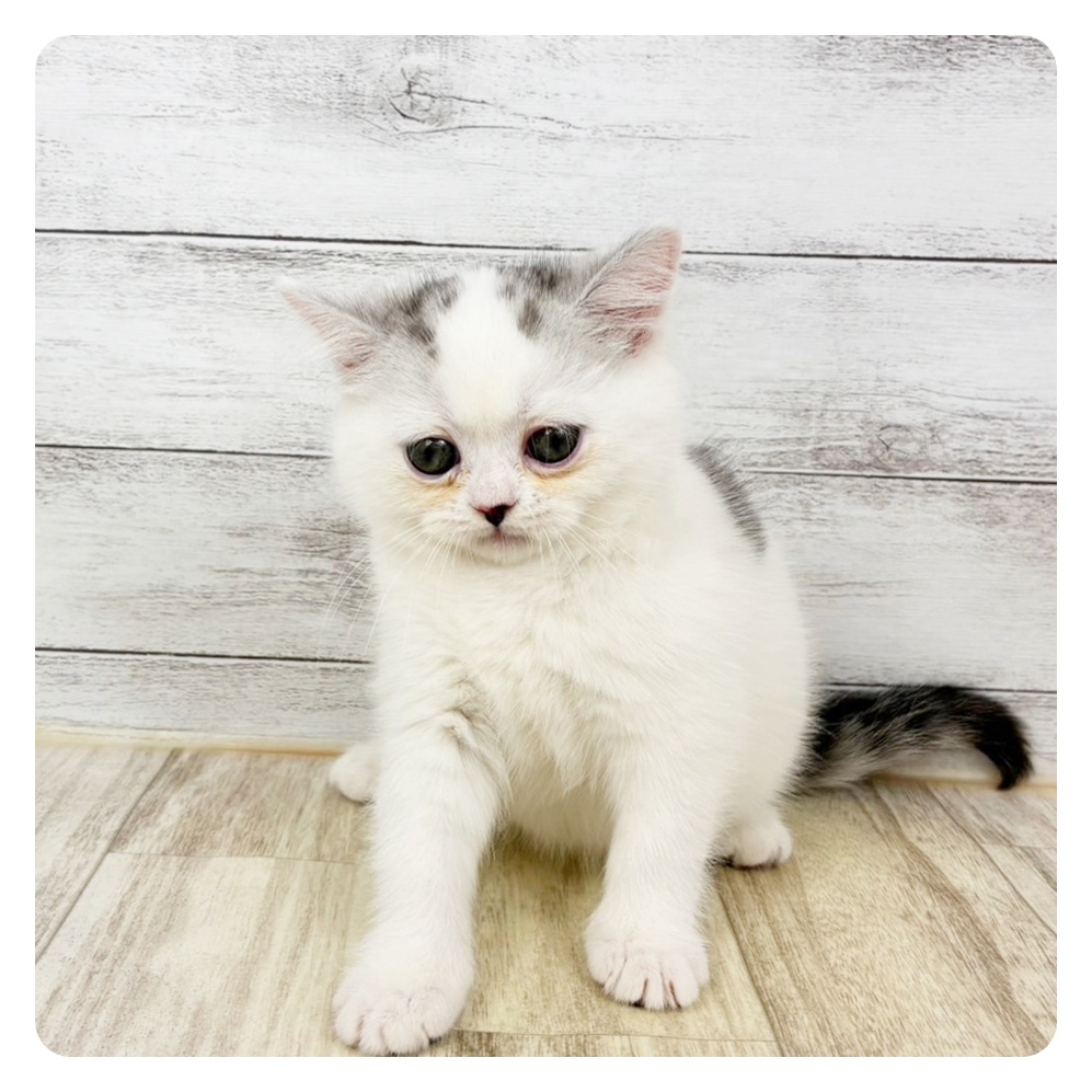 兵庫県のミヌエット (犬の家＆猫の里カナート西神戸店/2025年11月11日生まれ/女の子/シルバータビーホワイト)の子猫