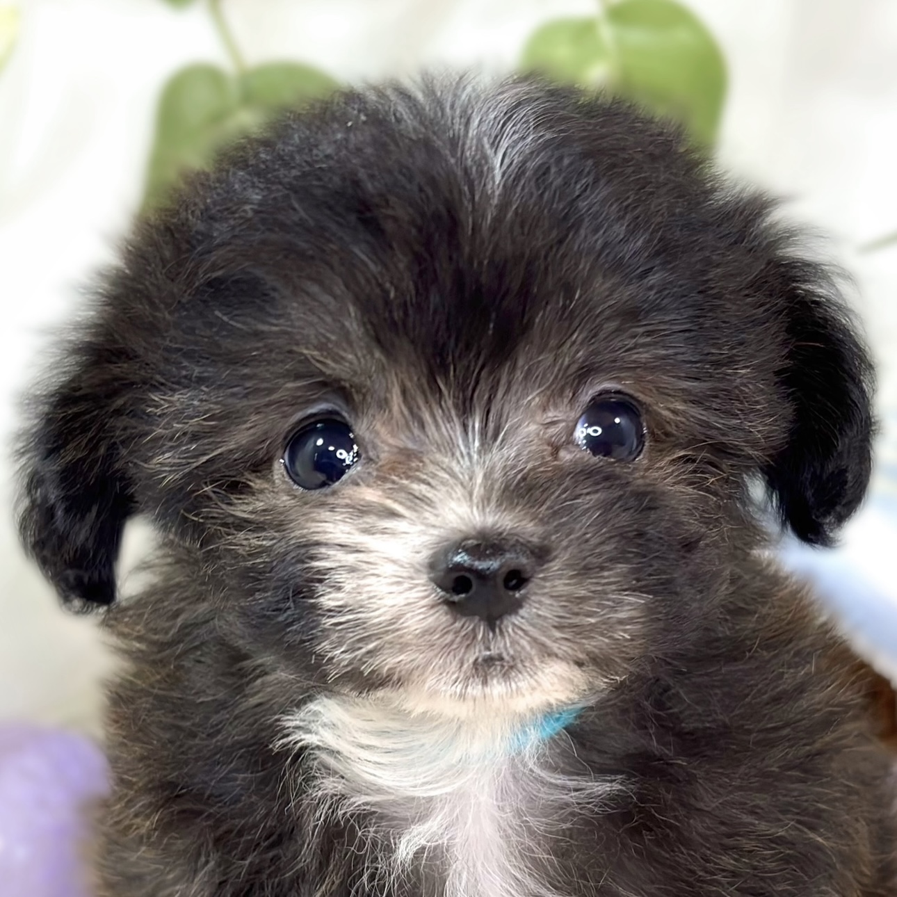 京都府のチワプー/プーチー(チワワ×プードル) (犬の家＆猫の里京都精華店/2025年11月11日生まれ/女の子/ブリンドルホワイト)の子犬