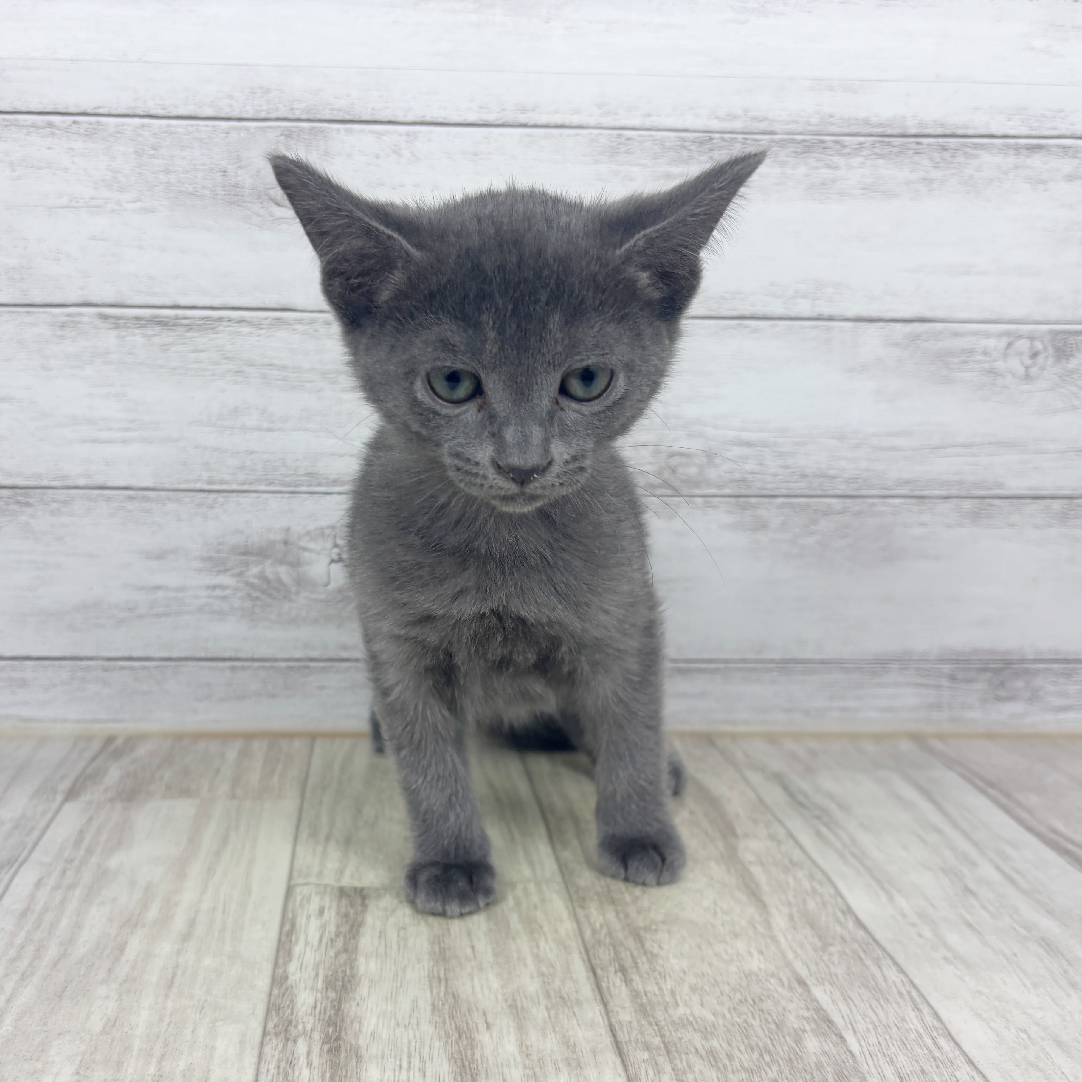 兵庫県のロシアンブルー (犬の家＆猫の里川西店/2025年11月13日生まれ/男の子/ブルー)の子猫