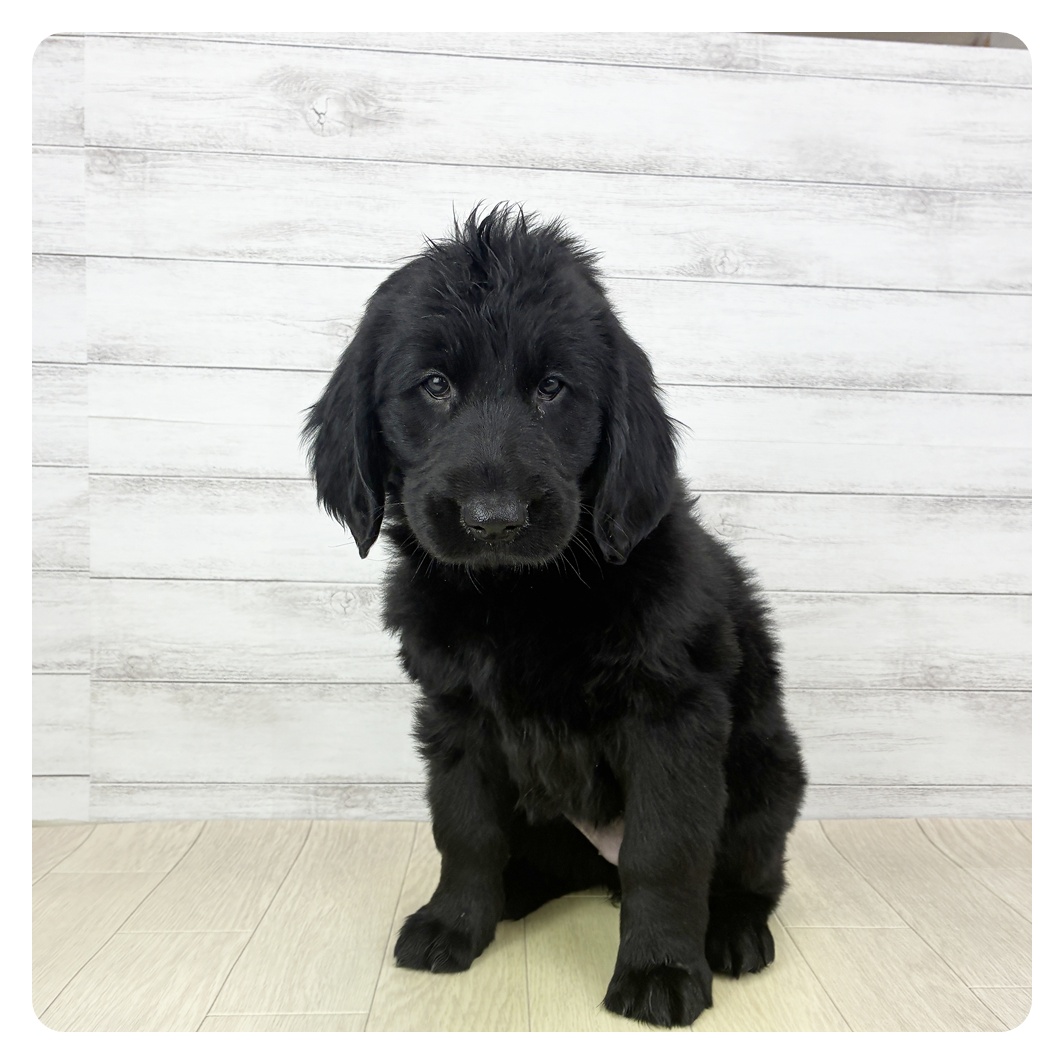 フラットコーテッド・レトリーバー女の子の写真