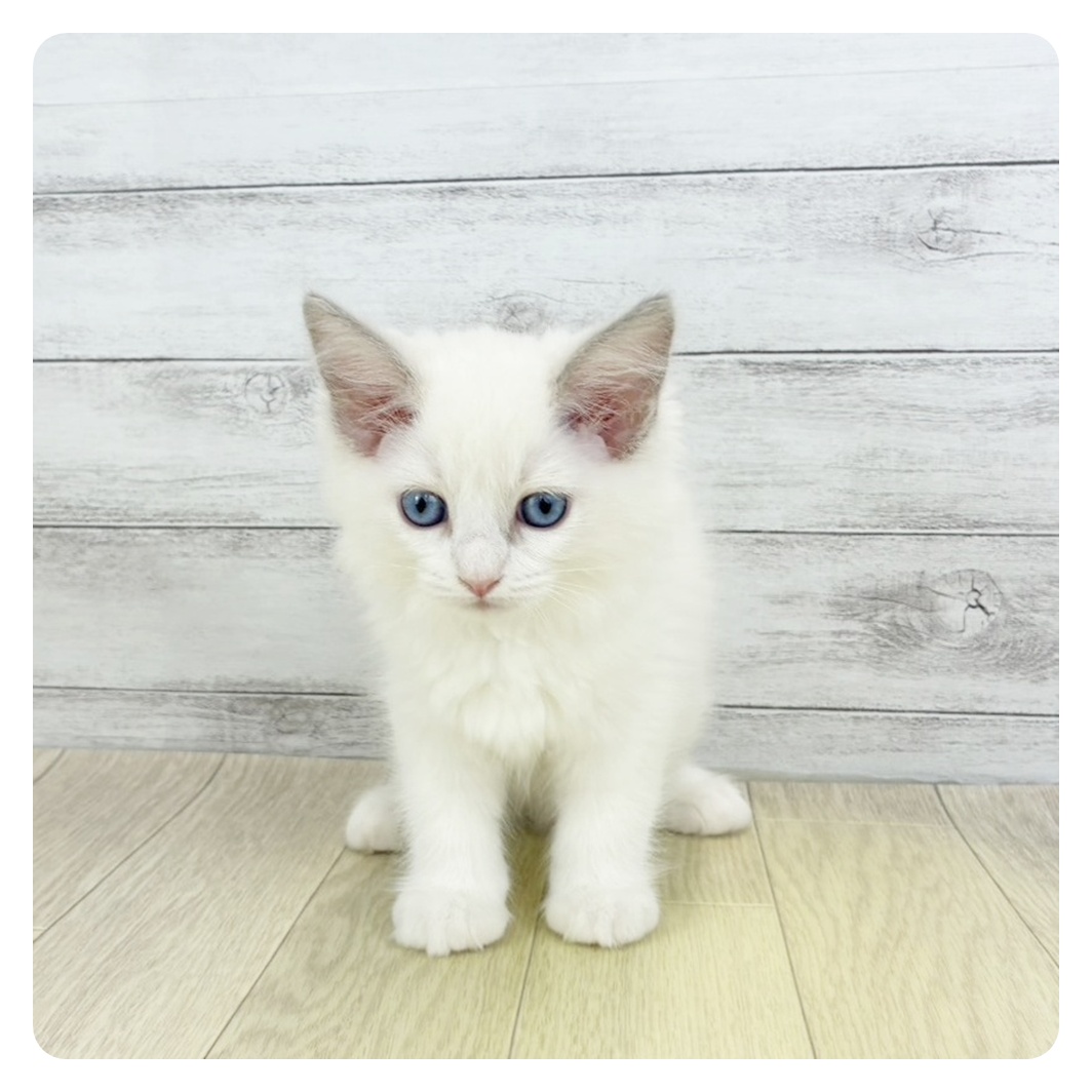 三重県のラグドール (犬の家＆猫の里三重桑名店/2025年11月14日生まれ/女の子/ブルーポイントバイカラー)の子猫