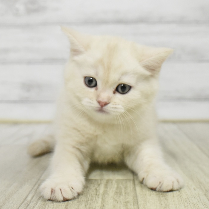 神奈川県のマンチカン (犬の家＆猫の里小田原店/2025年11月18日生まれ/女の子/クリームタビー)の子猫