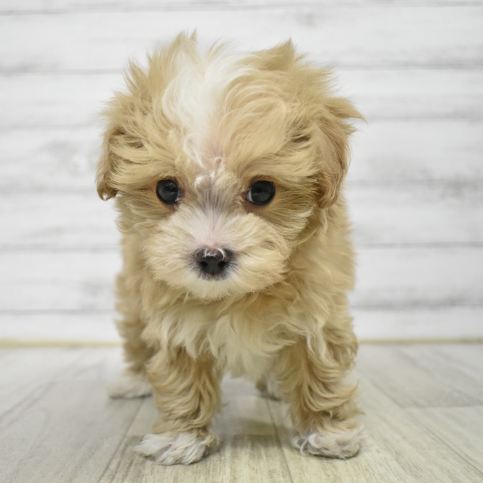 ハーフ犬男の子の写真
