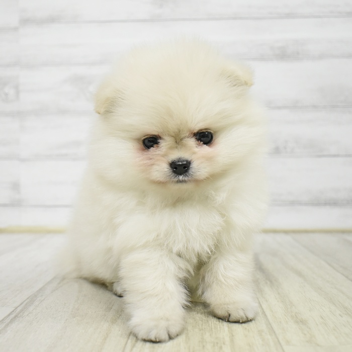 ポメラニアン女の子の写真