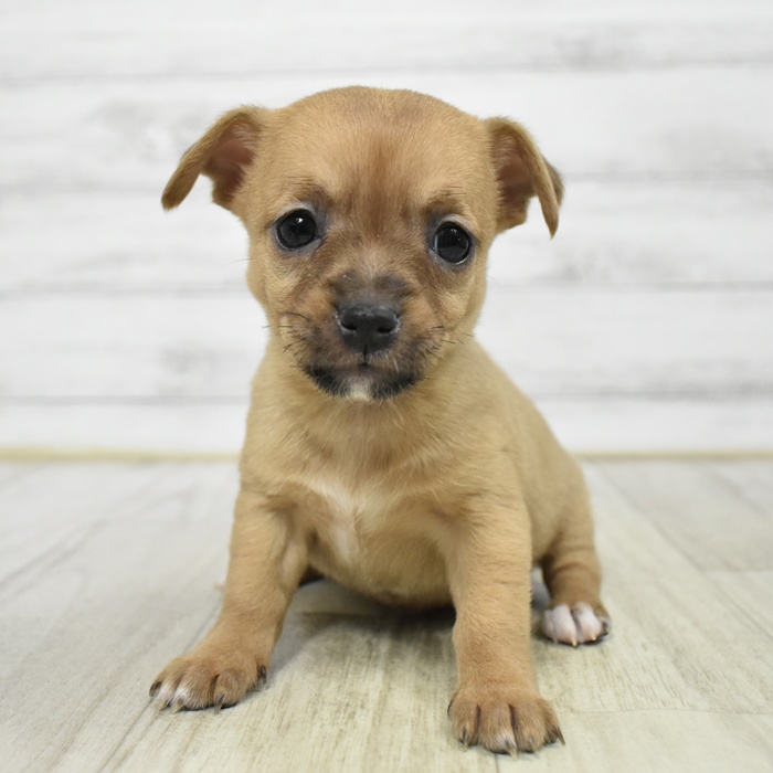 福岡県のハーフ犬・ミックス犬 (犬の家＆猫の里トリアス久山店/2025年11月18日生まれ/女の子/フォーンホワイト)の子犬