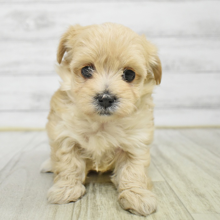福岡県のマルプー(マルチーズ×プードル) (犬の家＆猫の里トリアス久山店/2025年11月16日生まれ/女の子/アプリコット)の子犬