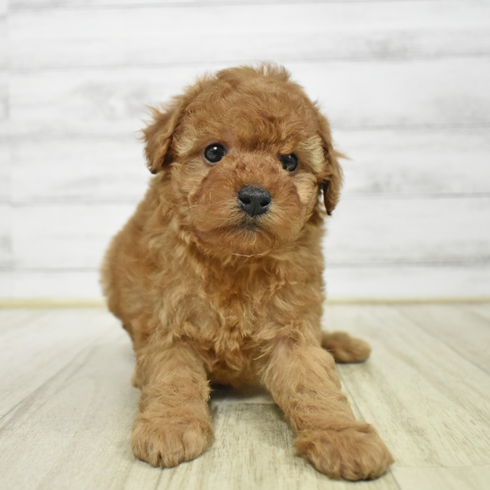 神奈川県のトイプードル(トイ) (犬の家＆猫の里小田原店/2025年11月18日生まれ/女の子/レッド)の子犬