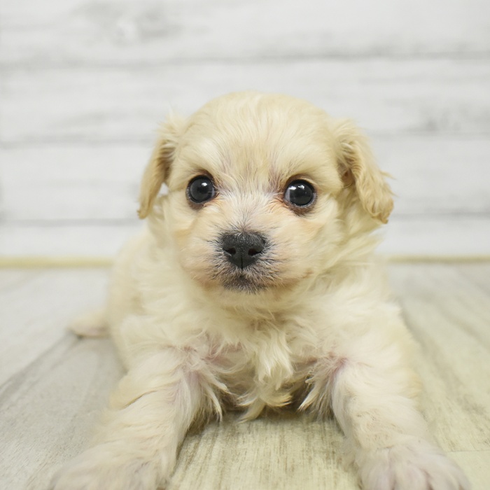 神奈川県のチワプー/プーチー(チワワ×プードル) (犬の家＆猫の里小田原店/2025年11月18日生まれ/男の子/クリーム)の子犬