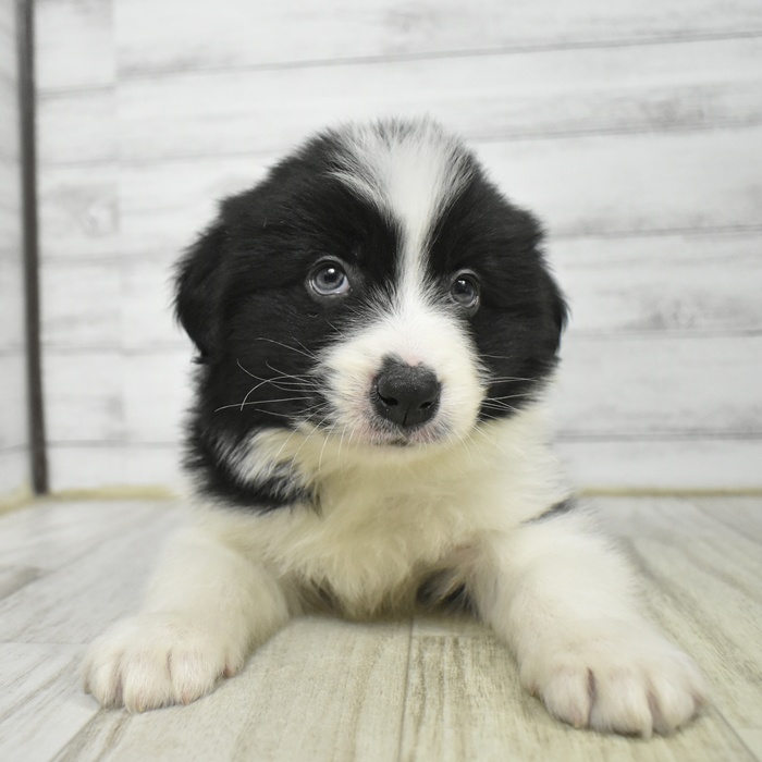神奈川県のボーダーコリー (犬の家＆猫の里小田原店/2025年11月17日生まれ/男の子/ブラックホワイト)の子犬