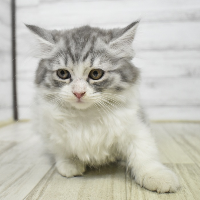 静岡県のマンチカン (犬の家＆猫の里プレ葉ウォーク浜北店/2025年11月15日生まれ/女の子/シルバータビーホワイト)の子猫