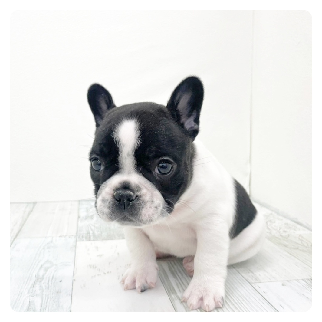 福岡県のフレンチブルドッグ (犬の家＆猫の里くりえいと宗像店/2025年11月15日生まれ/女の子/パイド)の子犬