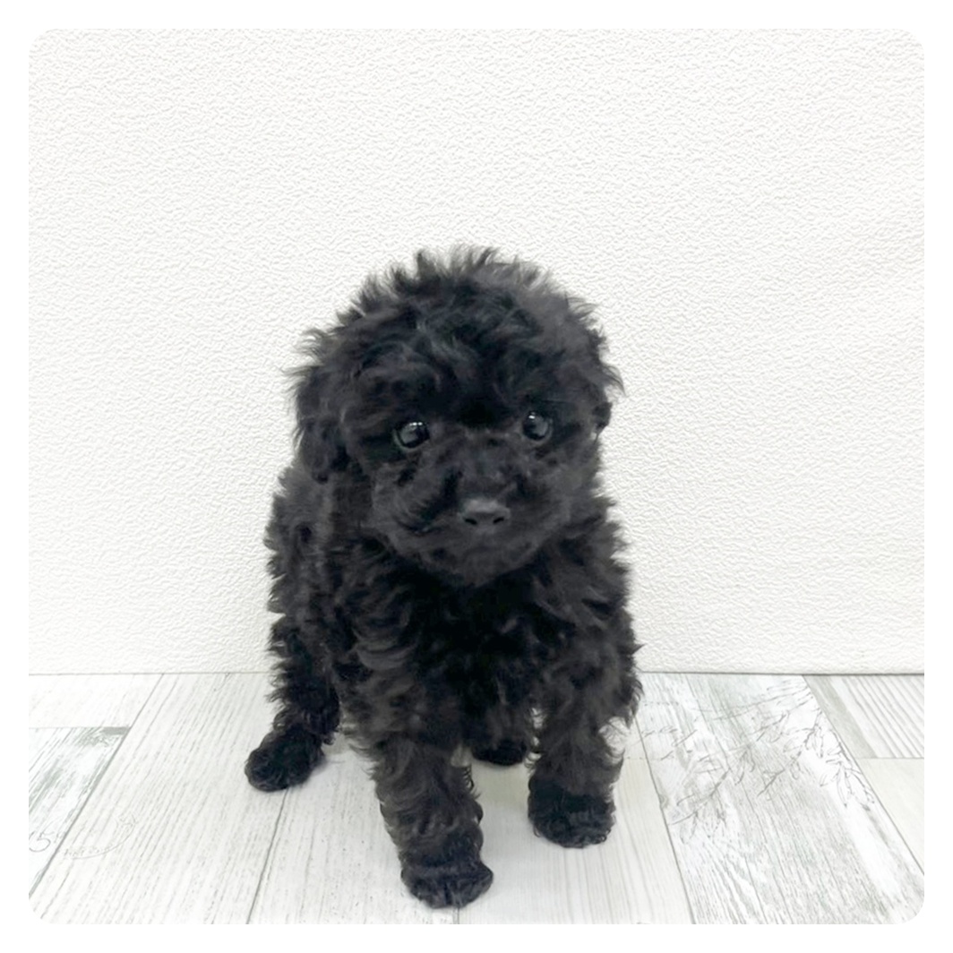 福岡県のトイプードル(タイニー) (犬の家＆猫の里くりえいと宗像店/2025年11月16日生まれ/女の子/ブラック)の子犬
