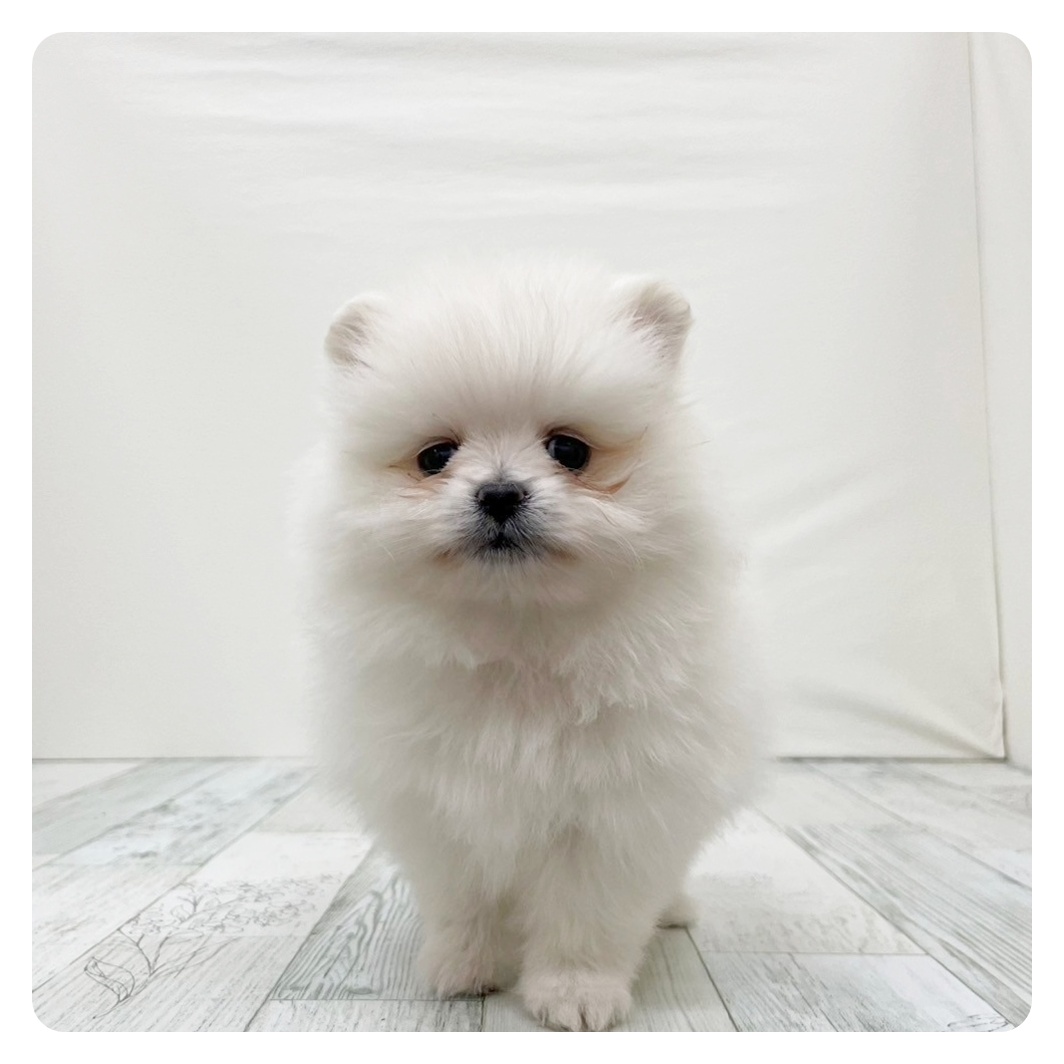 福岡県のポメラニアン (犬の家＆猫の里シュロアモール筑紫野店/2025年11月17日生まれ/男の子/ホワイト)の子犬
