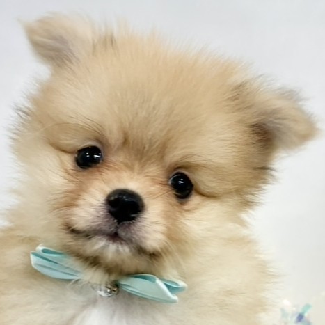 岡山県のポメラニアン (犬の家＆猫の里岡山店/2025年11月17日生まれ/男の子/オレンジ)の子犬