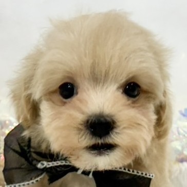 ハーフ犬男の子の写真