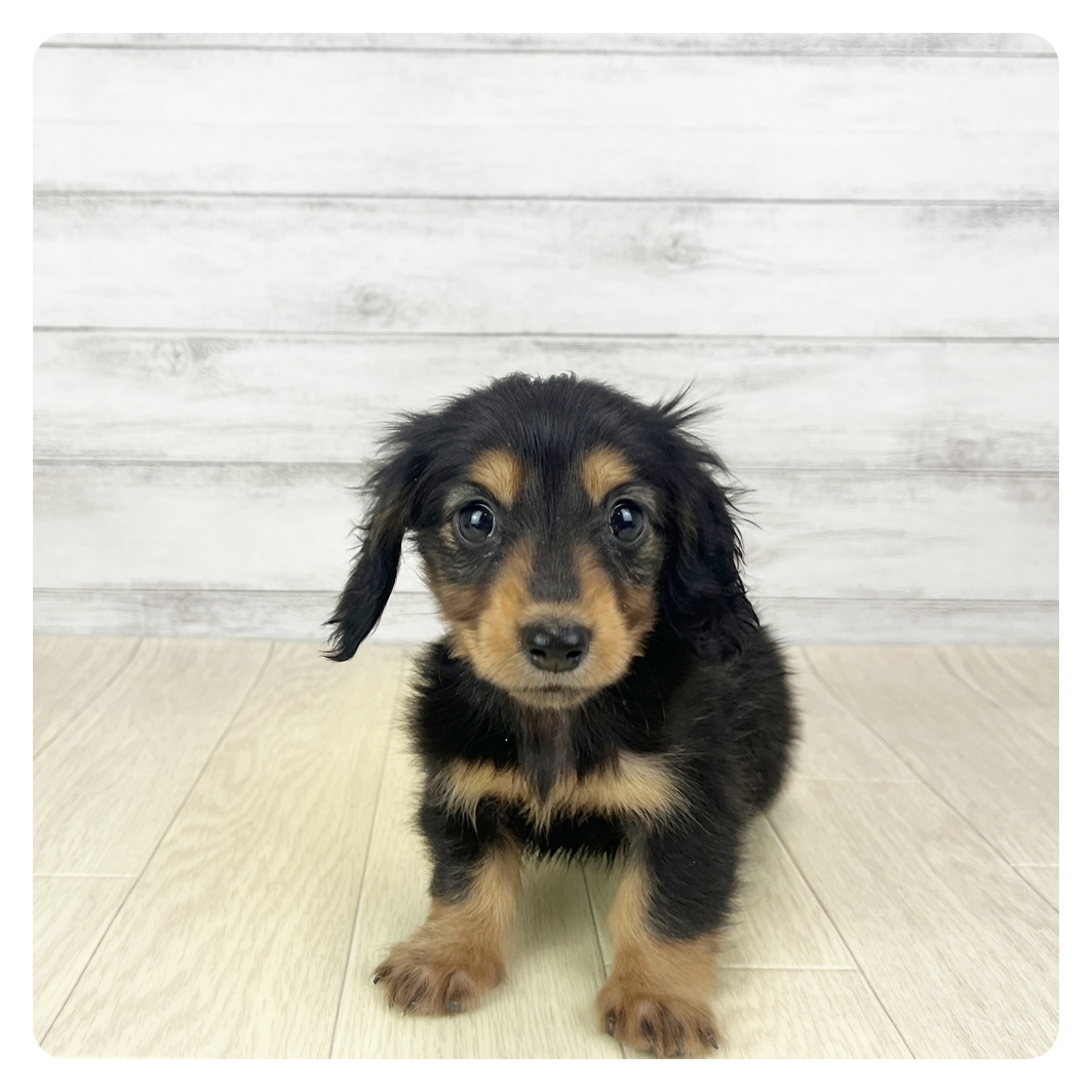 石川県のカニンヘンダックスフンド(ロング) (犬の家＆猫の里アミーゴ金沢有松店/2025年11月19日生まれ/女の子/ブラックタン)の子犬の3枚目の画像