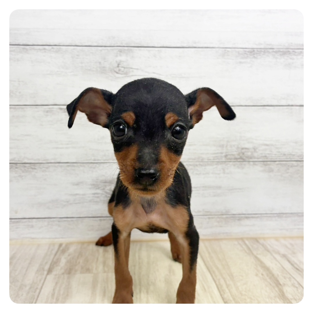 滋賀県のミニチュアピンシャー (犬の家＆猫の里近江八幡店/2025年11月15日生まれ/男の子/ブラックタン)の子犬の2枚目の画像