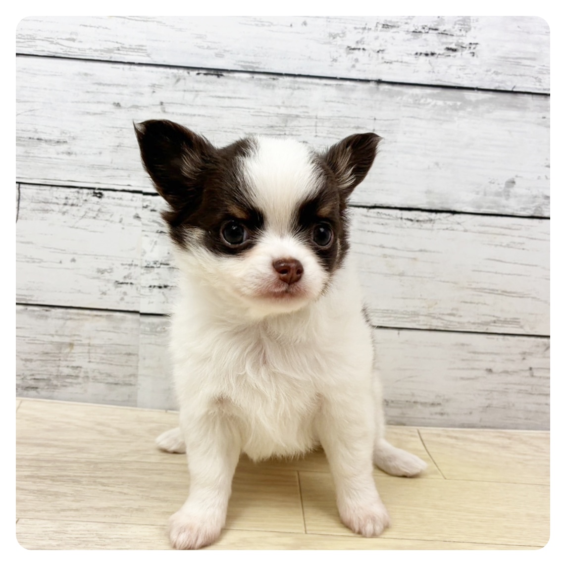 チワワ（ロング）女の子の写真