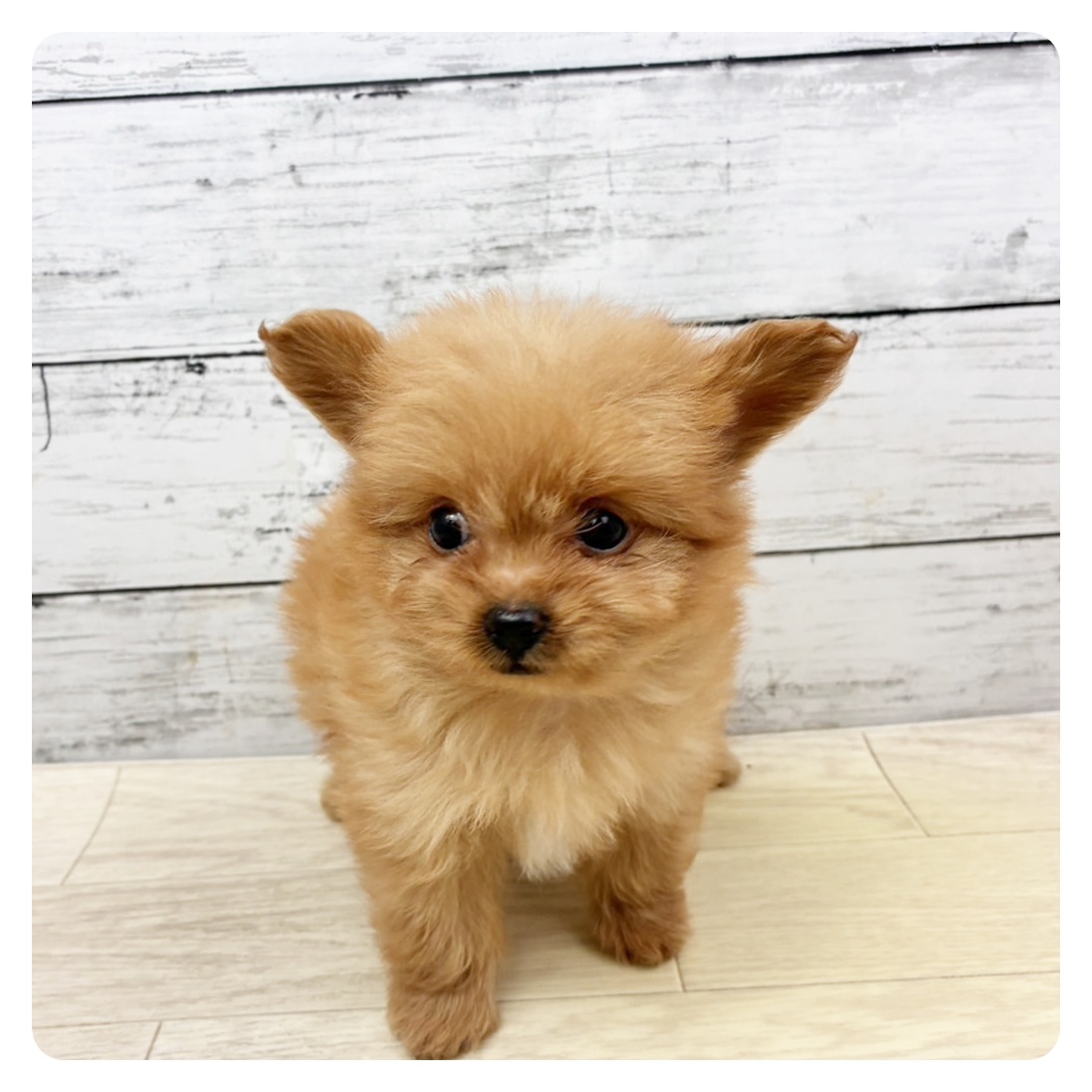 兵庫県のチワプー/プーチー(チワワ×プードル) (犬の家＆猫の里川西店/2025年11月20日生まれ/女の子/オレンジフォーン)の子犬