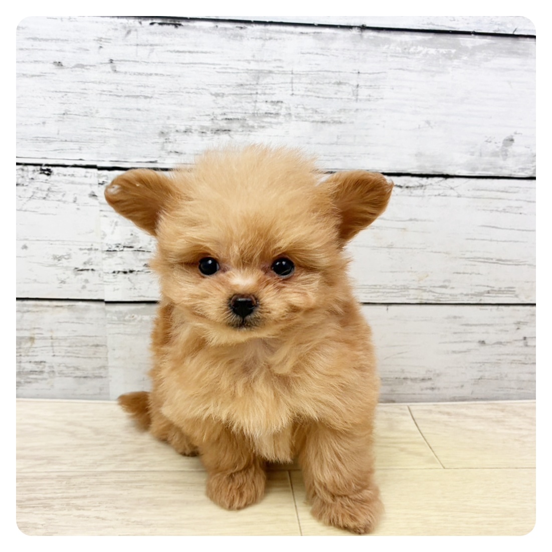 兵庫県のチワプー/プーチー(チワワ×プードル) (犬の家＆猫の里川西店/2025年11月20日生まれ/女の子/オレンジフォーン)の子犬