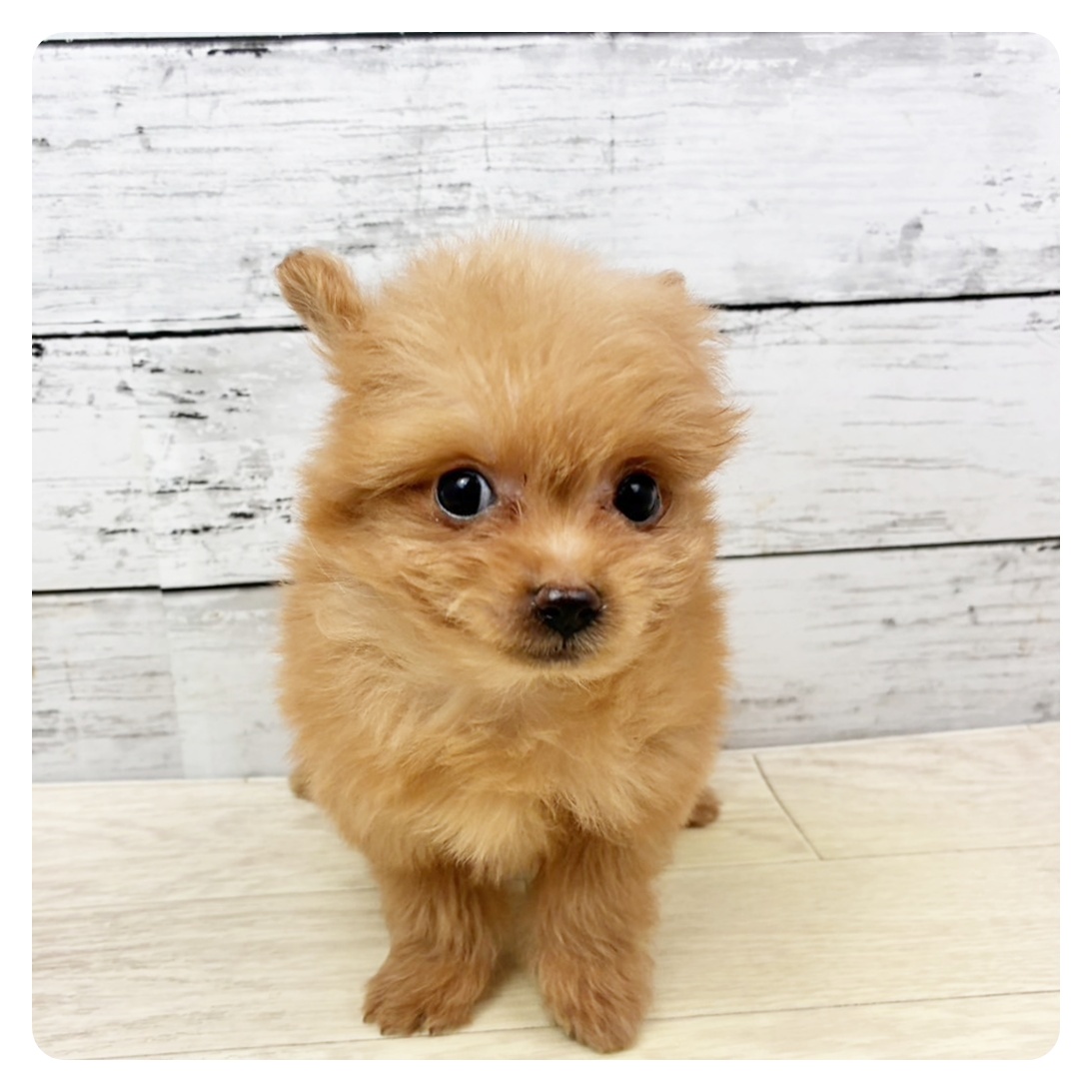 兵庫県のチワプー/プーチー(チワワ×プードル) (犬の家＆猫の里川西店/2025年11月20日生まれ/男の子/オレンジフォーン)の子犬