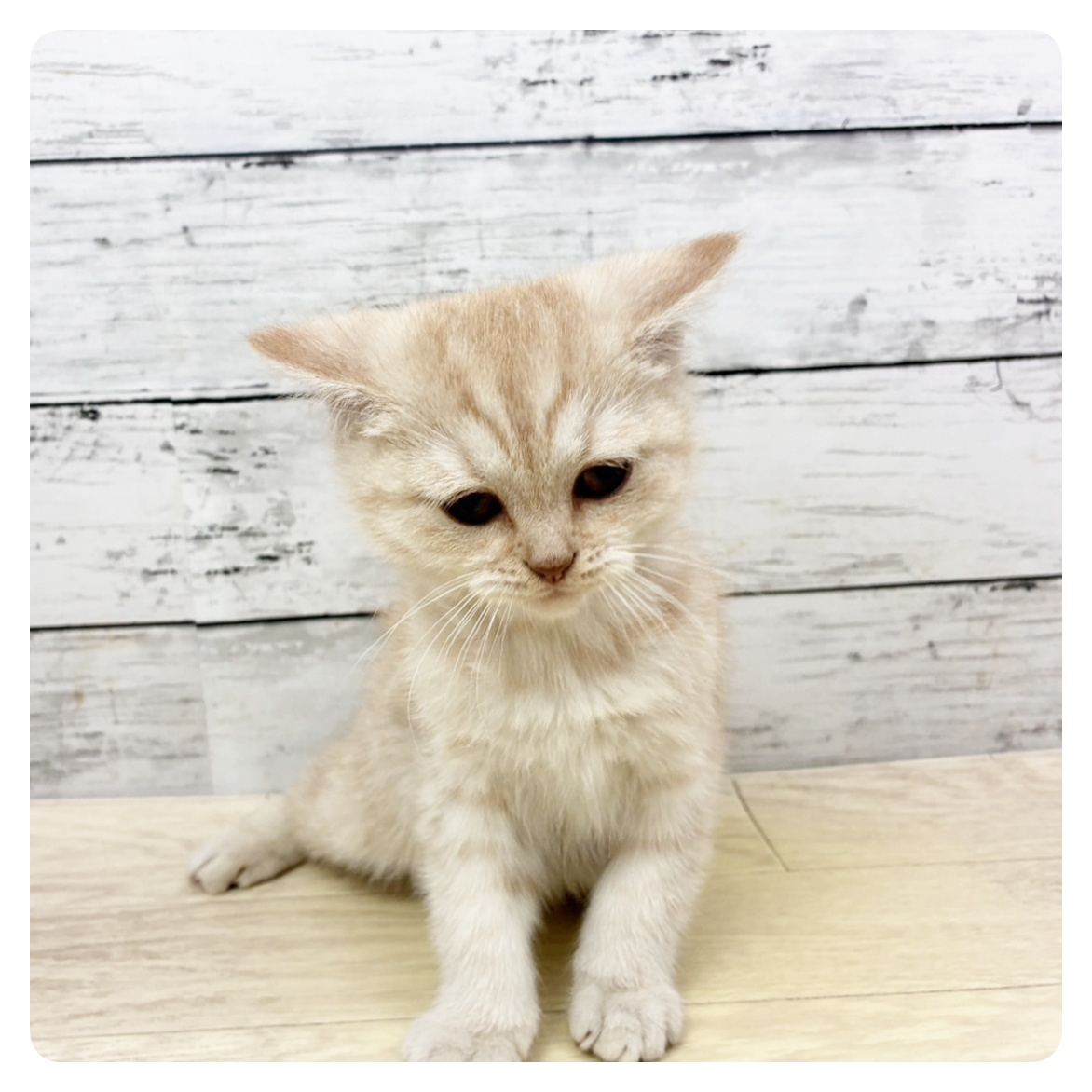 兵庫県のスコティッシュストレート (犬の家＆猫の里川西店/2025年11月15日生まれ/男の子/クリームタビー)の子猫