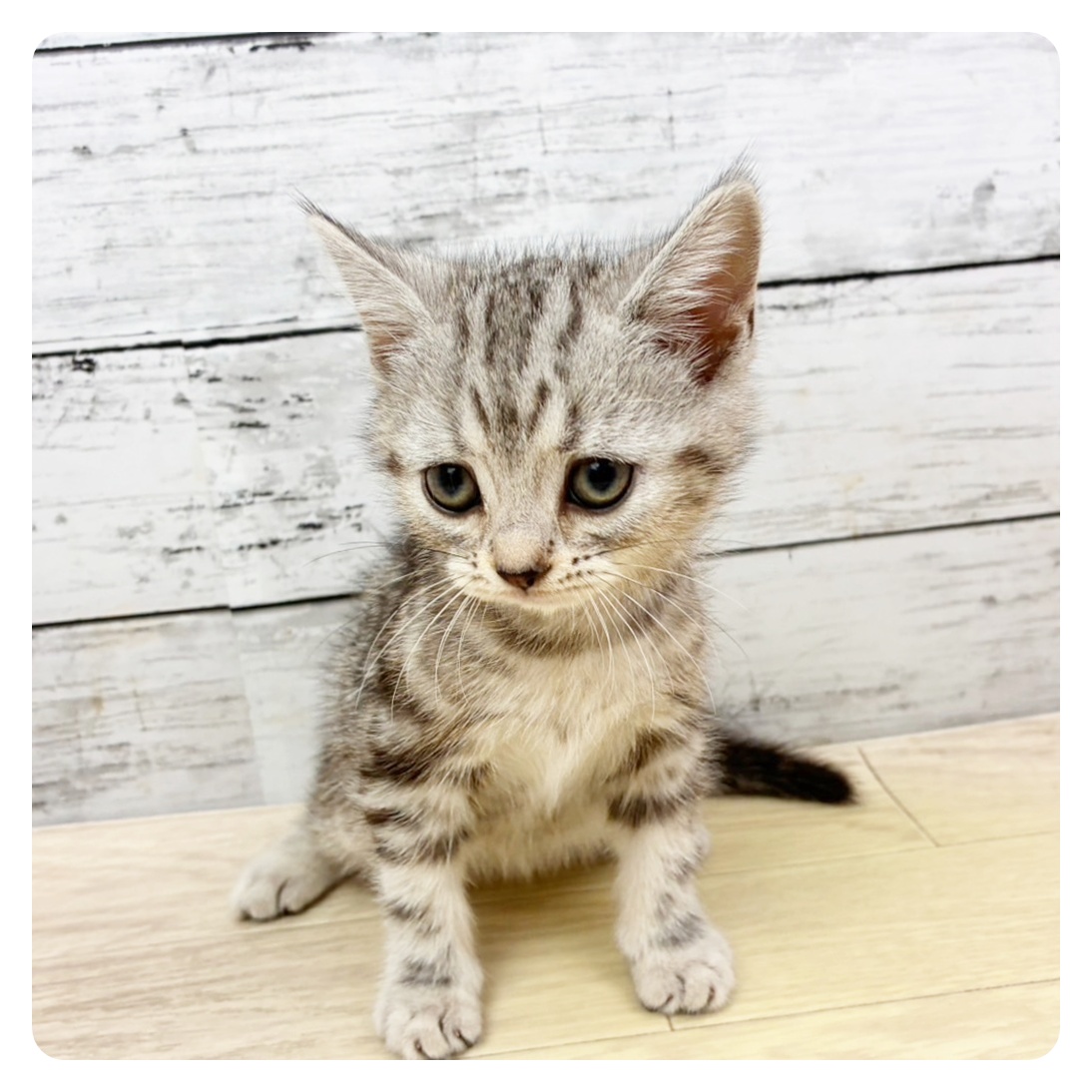 アメリカンショートヘア女の子の写真