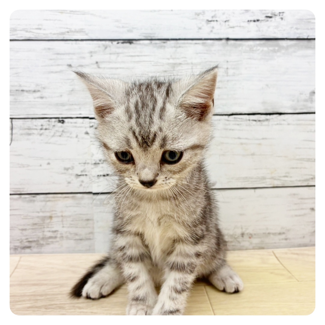滋賀県のアメリカンショートヘアー (犬の家＆猫の里長浜店/2025年11月19日生まれ/男の子/シルバータビー)の子猫の2枚目の画像