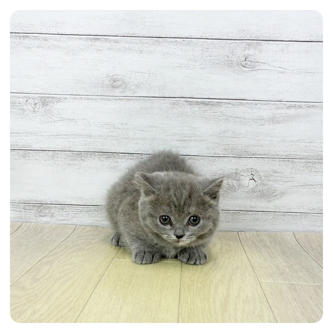 愛知県のブリティッシュショートヘアー (犬の家＆猫の里MiO香久山店/2025年11月19日生まれ/女の子/ブルーパッチドタビーホワイト)の子猫