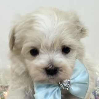 ハーフ犬男の子の写真