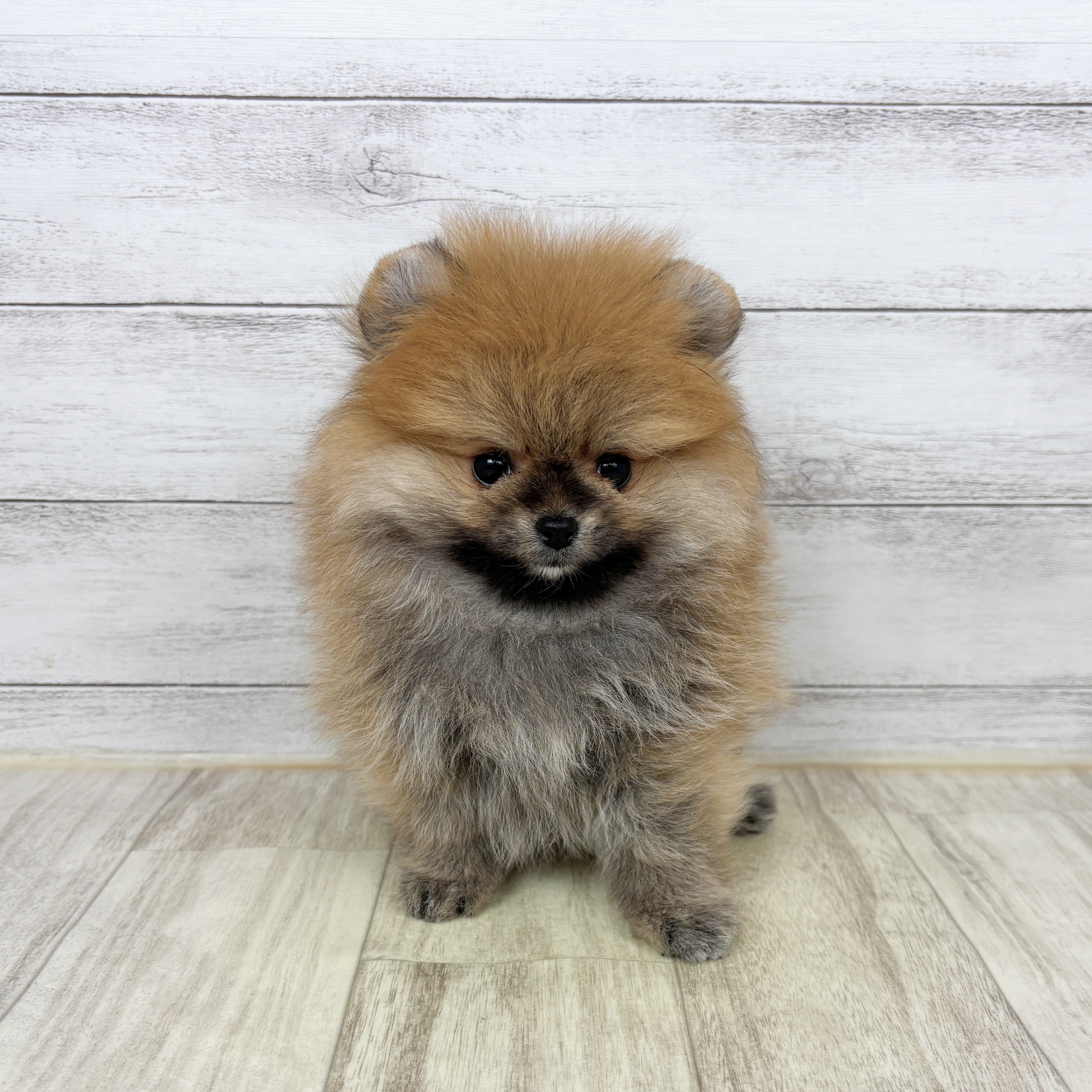 兵庫県のポメラニアン (犬の家＆猫の里ニッケパークタウン加古川店/2025年11月22日生まれ/女の子/オレンジ)の子犬の2枚目の画像