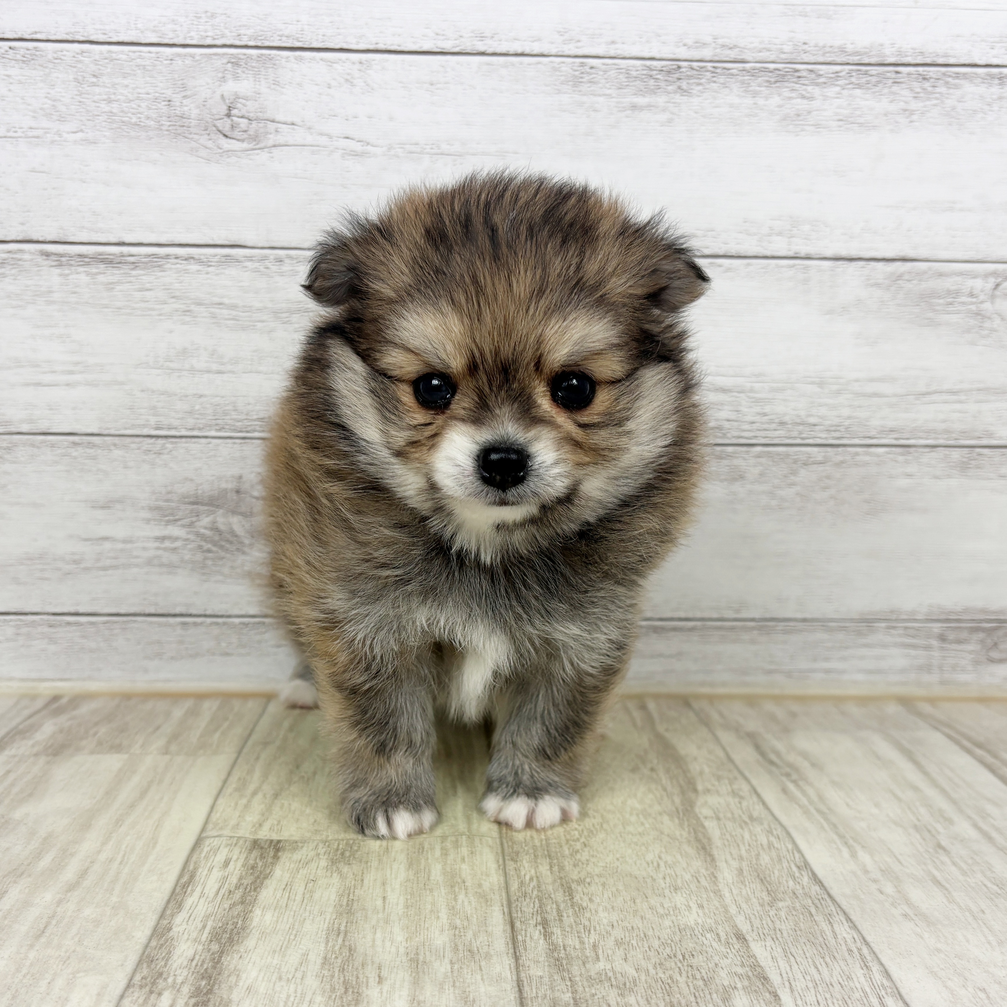 ハーフ犬男の子の写真