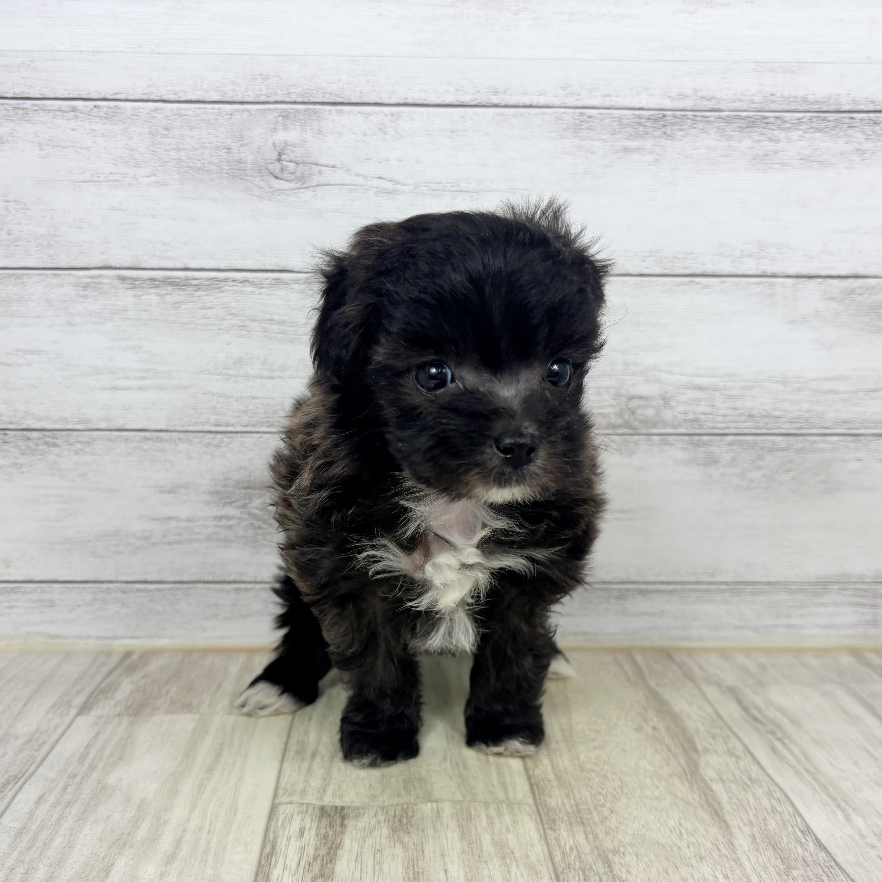 兵庫県のマルプー(マルチーズ×プードル) (犬の家＆猫の里川西店/2025年11月21日生まれ/女の子/ブリンドル)の子犬