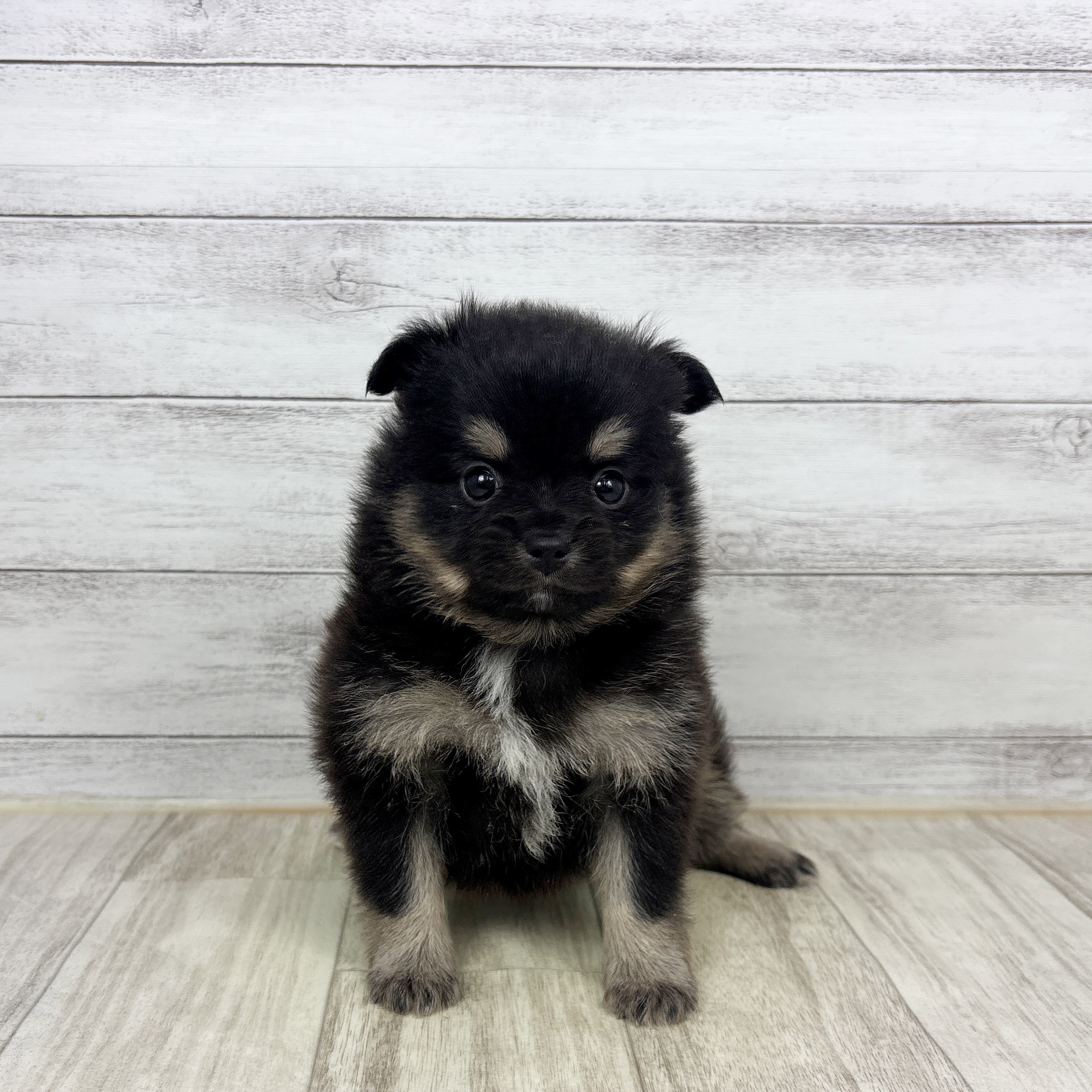 ハーフ犬女の子の写真
