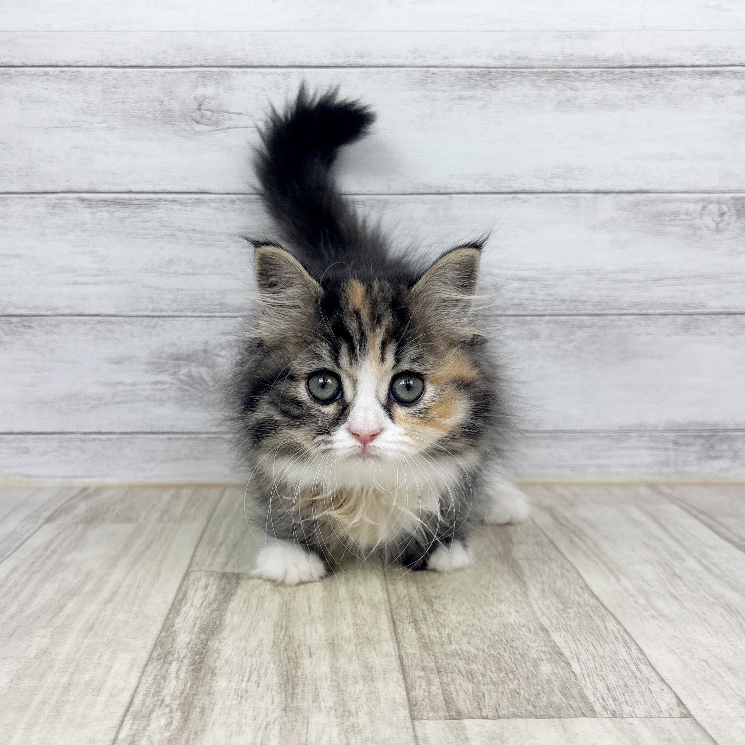 ミヌエット女の子の写真