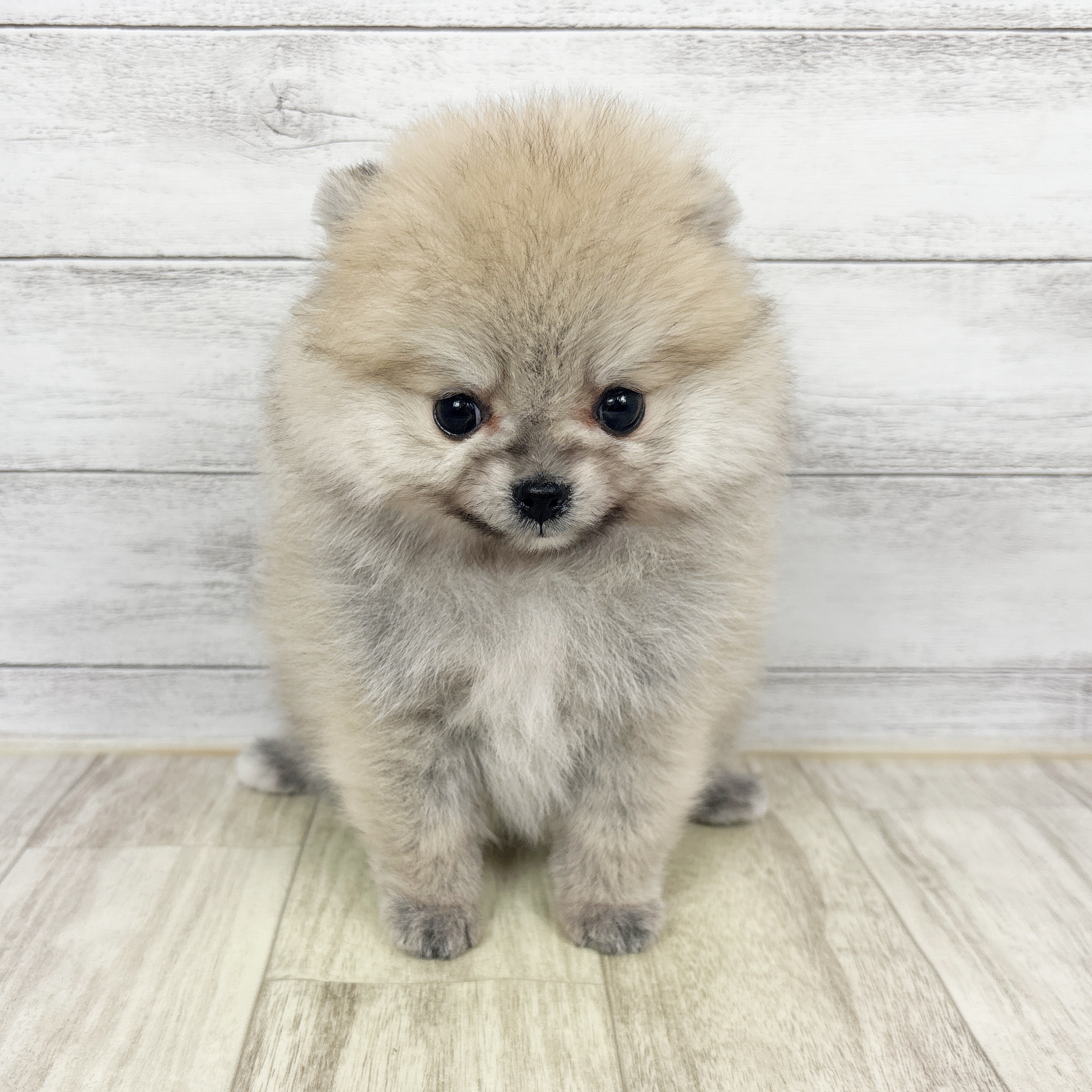 兵庫県のポメラニアン (犬の家＆猫の里ゆめタウン姫路店/2025年11月20日生まれ/女の子/クリームセーブル)の子犬の3枚目の画像