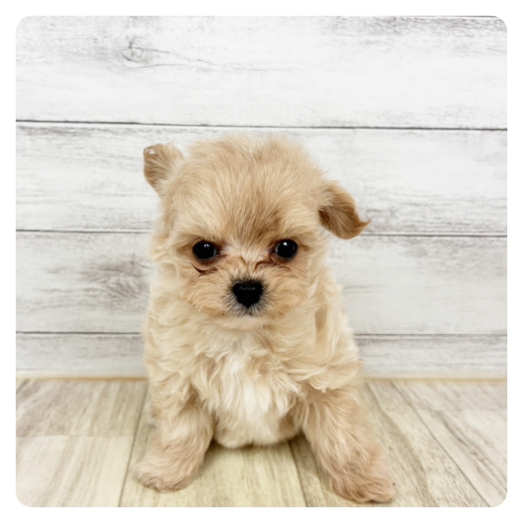 ハーフ犬男の子の写真