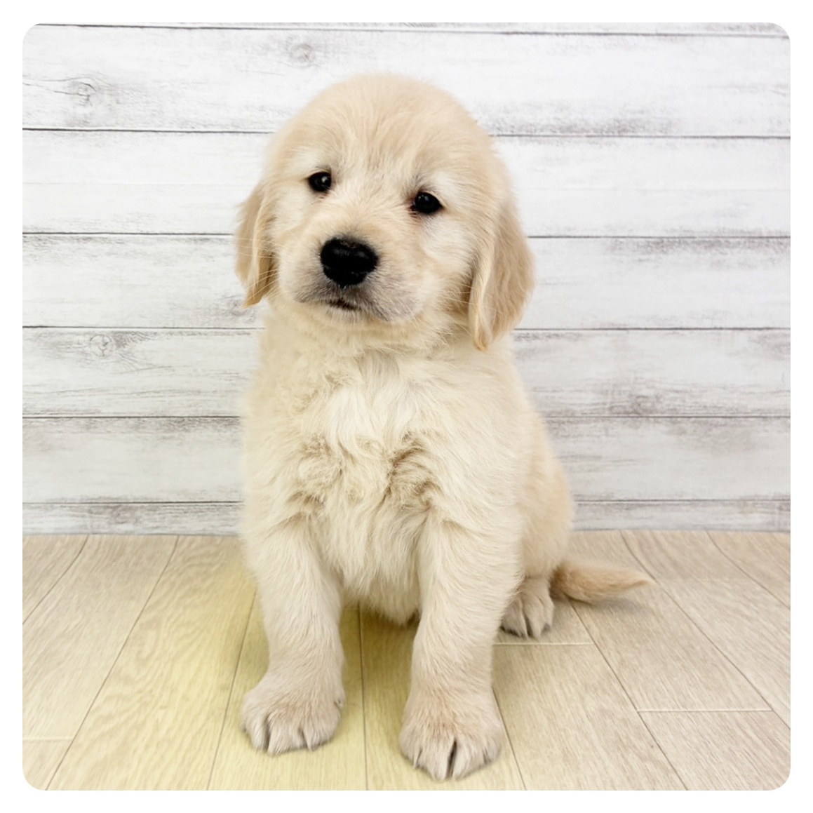 ゴールデンレトリバー男の子の写真