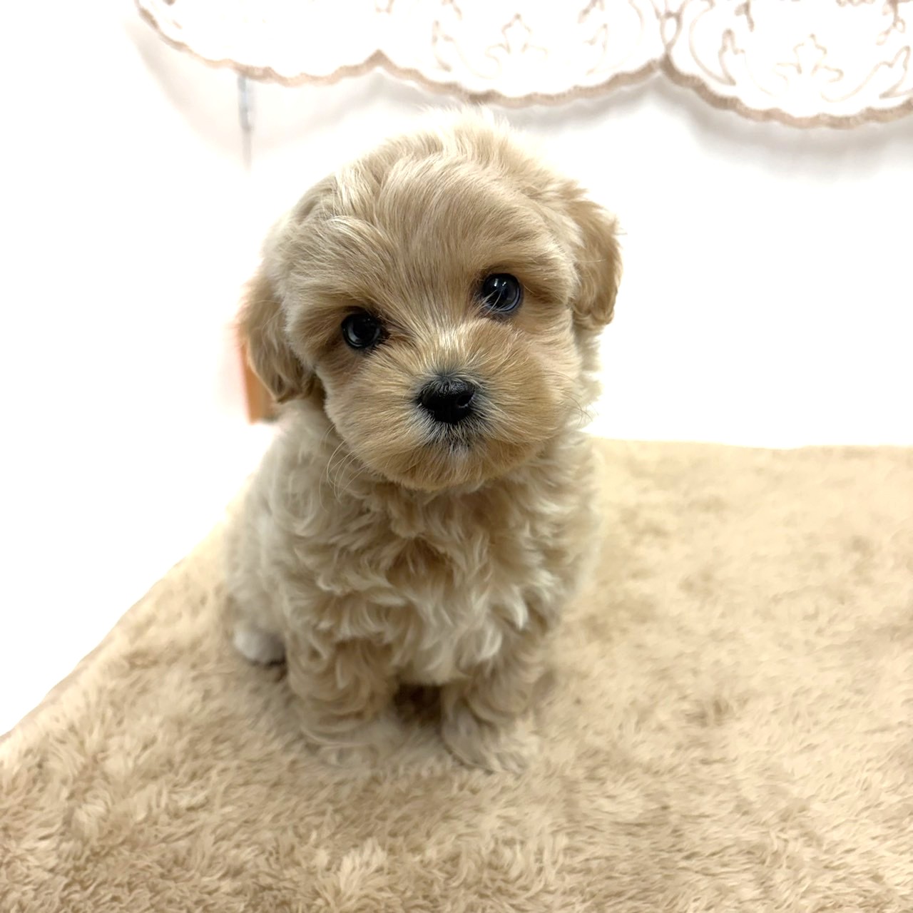 ハーフ犬女の子の写真