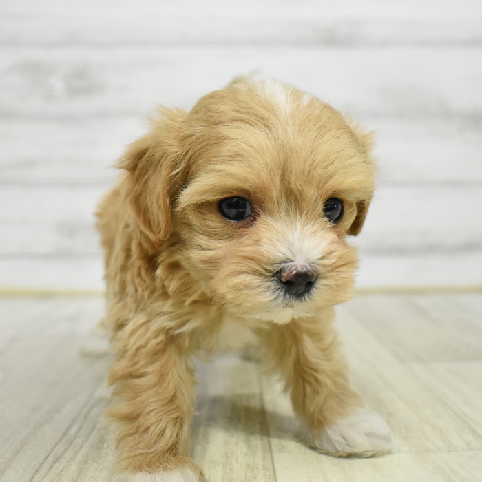 ハーフ犬女の子の写真