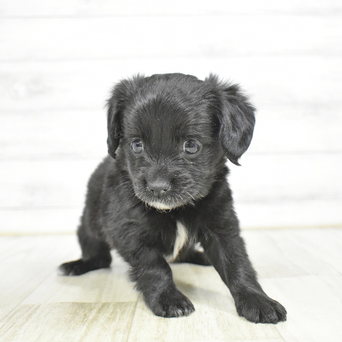 千葉県のチワックス(チワワ×ダックス) (犬の家＆猫の里ワンズモール稲毛店/2025年11月19日生まれ/女の子/ブラックホワイト)の子犬の3枚目の画像