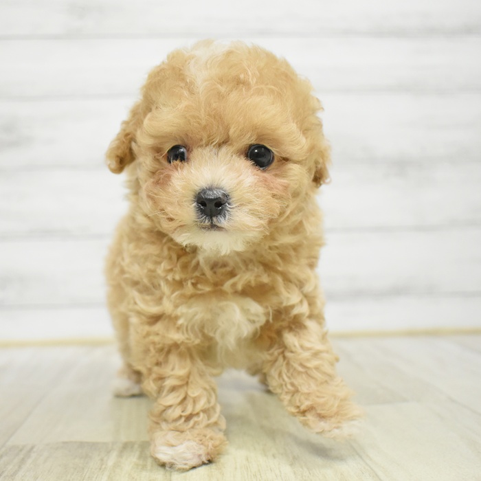 ハーフ犬男の子の写真