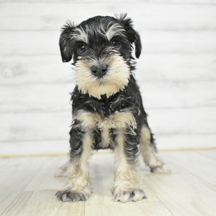 ミニチュアシュナウザー男の子の写真