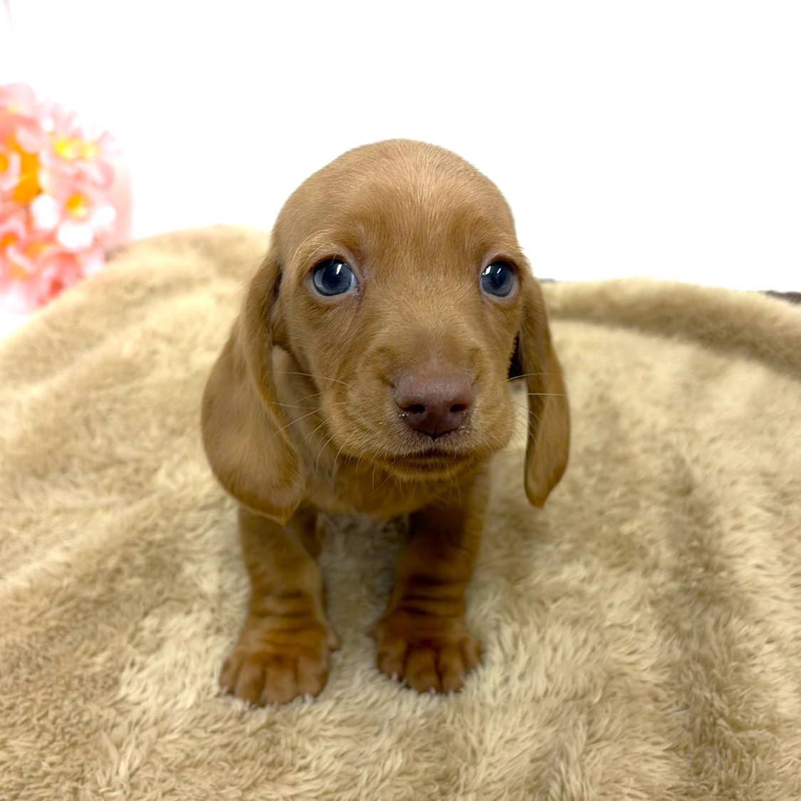 ミニチュアダックス（スムース）男の子の写真