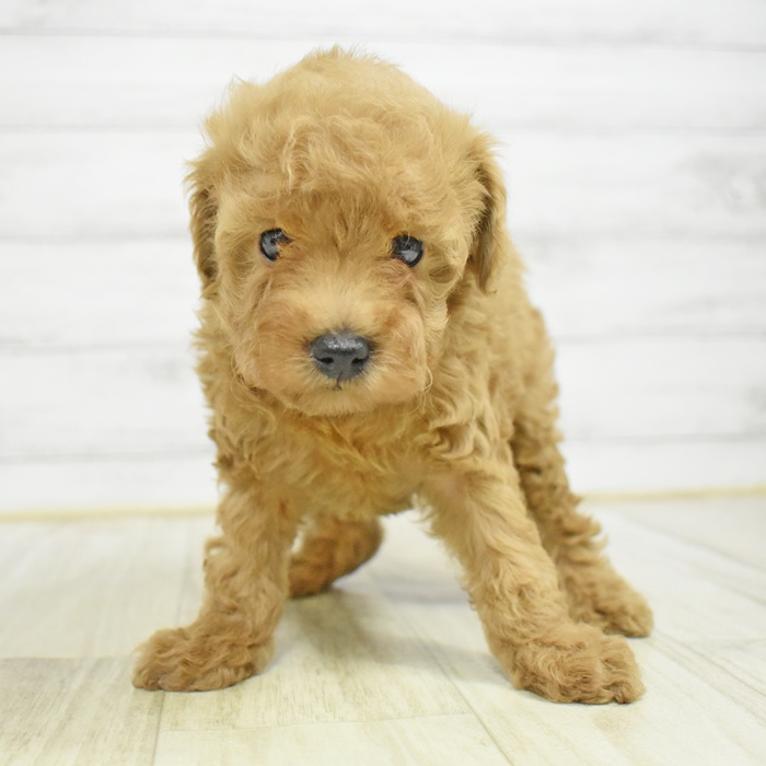 トイプードル女の子の写真