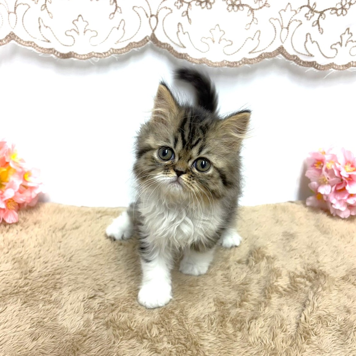 ミヌエット女の子の写真