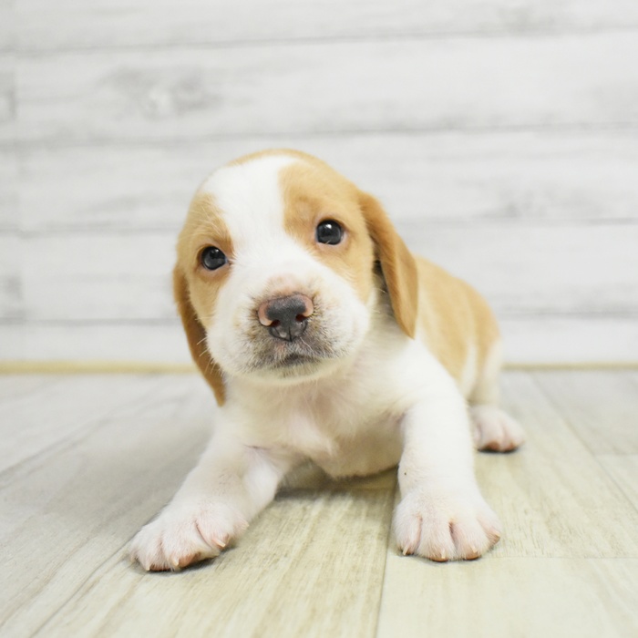 ビーグル女の子の写真
