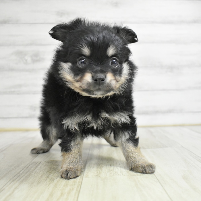 ハーフ犬女の子の写真