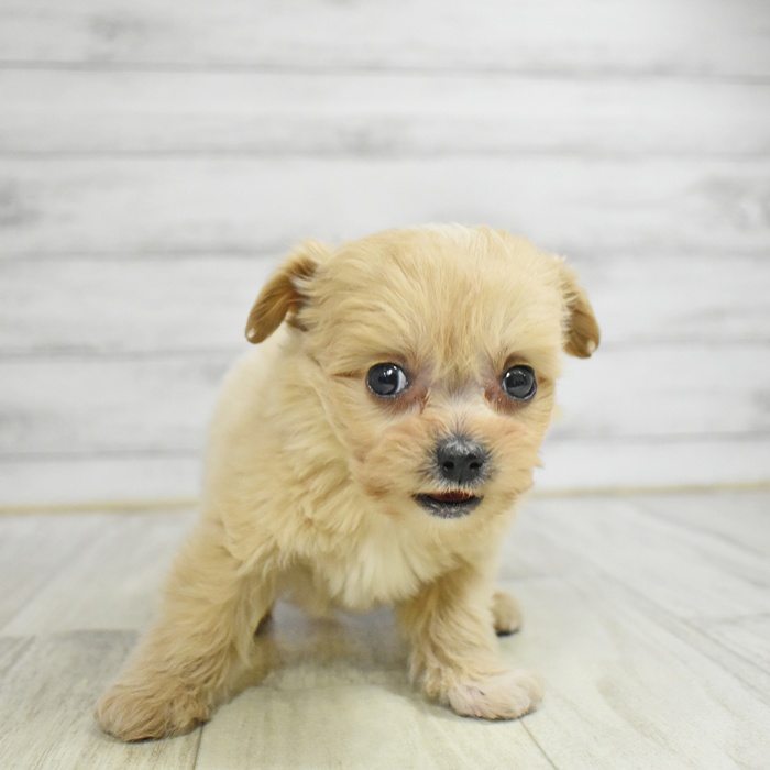 ハーフ犬女の子の写真